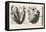 Heart Anatomy, Illustration, 1739-Science Source-Framed Stretched Canvas