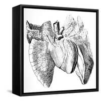 Heart And Lung Anatomy, 17th Century-Science Photo Library-Framed Stretched Canvas