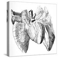 Heart And Lung Anatomy, 17th Century-Science Photo Library-Stretched Canvas