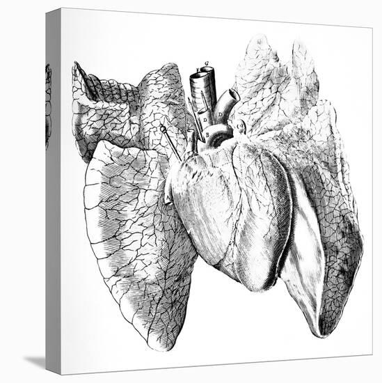 Heart And Lung Anatomy, 17th Century-Science Photo Library-Stretched Canvas