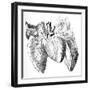 Heart And Lung Anatomy, 17th Century-Science Photo Library-Framed Photographic Print