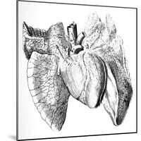 Heart And Lung Anatomy, 17th Century-Science Photo Library-Mounted Photographic Print