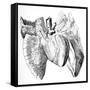 Heart And Lung Anatomy, 17th Century-Science Photo Library-Framed Stretched Canvas