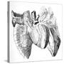 Heart And Lung Anatomy, 17th Century-Science Photo Library-Stretched Canvas