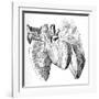 Heart And Lung Anatomy, 17th Century-Science Photo Library-Framed Photographic Print