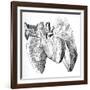 Heart And Lung Anatomy, 17th Century-Science Photo Library-Framed Photographic Print