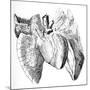 Heart And Lung Anatomy, 17th Century-Science Photo Library-Mounted Photographic Print