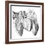 Heart And Lung Anatomy, 17th Century-Science Photo Library-Framed Photographic Print