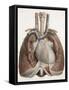 Heart And Lungs, Historical Illustration-Science Photo Library-Framed Stretched Canvas