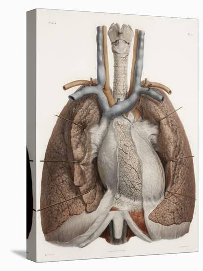 Heart And Lungs, Historical Illustration-Science Photo Library-Stretched Canvas