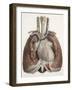 Heart And Lungs, Historical Illustration-Science Photo Library-Framed Photographic Print