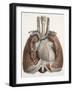 Heart And Lungs, Historical Illustration-Science Photo Library-Framed Photographic Print