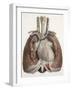 Heart And Lungs, Historical Illustration-Science Photo Library-Framed Photographic Print