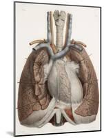 Heart And Lungs, Historical Illustration-Science Photo Library-Mounted Photographic Print