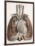 Heart And Lungs, Historical Illustration-Science Photo Library-Framed Photographic Print