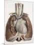 Heart And Lungs, Historical Illustration-Science Photo Library-Mounted Photographic Print