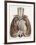 Heart And Lungs, Historical Illustration-Science Photo Library-Framed Photographic Print
