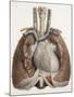 Heart And Lungs, Historical Illustration-Science Photo Library-Mounted Photographic Print