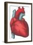 Heart and Major Vessels-null-Framed Art Print