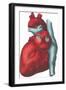 Heart and Major Vessels-null-Framed Art Print