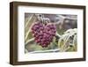 Heart, Berries, Plant, Hanging-Andrea Haase-Framed Photographic Print