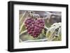 Heart, Berries, Plant, Hanging-Andrea Haase-Framed Photographic Print