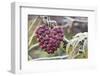 Heart, Berries, Plant, Hanging-Andrea Haase-Framed Photographic Print