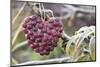 Heart, Berries, Plant, Hanging-Andrea Haase-Mounted Photographic Print