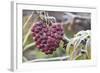 Heart, Berries, Plant, Hanging-Andrea Haase-Framed Photographic Print