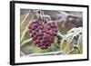 Heart, Berries, Plant, Hanging-Andrea Haase-Framed Photographic Print