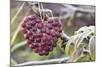 Heart, Berries, Plant, Hanging-Andrea Haase-Mounted Photographic Print