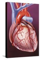 Heart Bypass Grafts-John Bavosi-Stretched Canvas