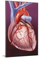 Heart Bypass Grafts-John Bavosi-Mounted Photographic Print