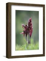 Heart Flowered Serapias Orchids (Serapias Cordigera) in Flower, Akamas Peninsula, Cyprus, April-Lilja-Framed Photographic Print