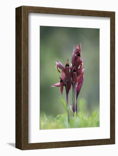 Heart Flowered Serapias Orchids (Serapias Cordigera) in Flower, Akamas Peninsula, Cyprus, April-Lilja-Framed Photographic Print