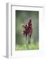 Heart Flowered Serapias Orchids (Serapias Cordigera) in Flower, Akamas Peninsula, Cyprus, April-Lilja-Framed Photographic Print