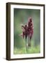 Heart Flowered Serapias Orchids (Serapias Cordigera) in Flower, Akamas Peninsula, Cyprus, April-Lilja-Framed Photographic Print