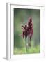 Heart Flowered Serapias Orchids (Serapias Cordigera) in Flower, Akamas Peninsula, Cyprus, April-Lilja-Framed Photographic Print