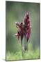 Heart Flowered Serapias Orchids (Serapias Cordigera) in Flower, Akamas Peninsula, Cyprus, April-Lilja-Mounted Photographic Print