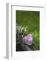 Heart, Flowers, Wild Flowers, Green-Andrea Haase-Framed Photographic Print