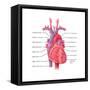 Heart, Illustration-Evan Oto-Framed Stretched Canvas