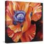 Heart of a Red Poppy-Marcia Baldwin-Stretched Canvas