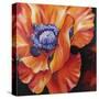 Heart of a Red Poppy-Marcia Baldwin-Stretched Canvas