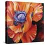Heart of a Red Poppy-Marcia Baldwin-Stretched Canvas