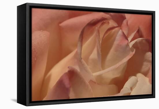 Heart of a Rose II-Rita Crane-Framed Stretched Canvas