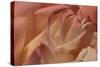 Heart of a Rose II-Rita Crane-Stretched Canvas