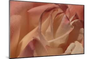 Heart of a Rose II-Rita Crane-Mounted Photographic Print