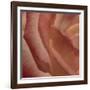 Heart of a Rose III-Rita Crane-Framed Photographic Print