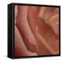 Heart of a Rose III-Rita Crane-Framed Stretched Canvas
