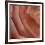 Heart of a Rose III-Rita Crane-Framed Photographic Print